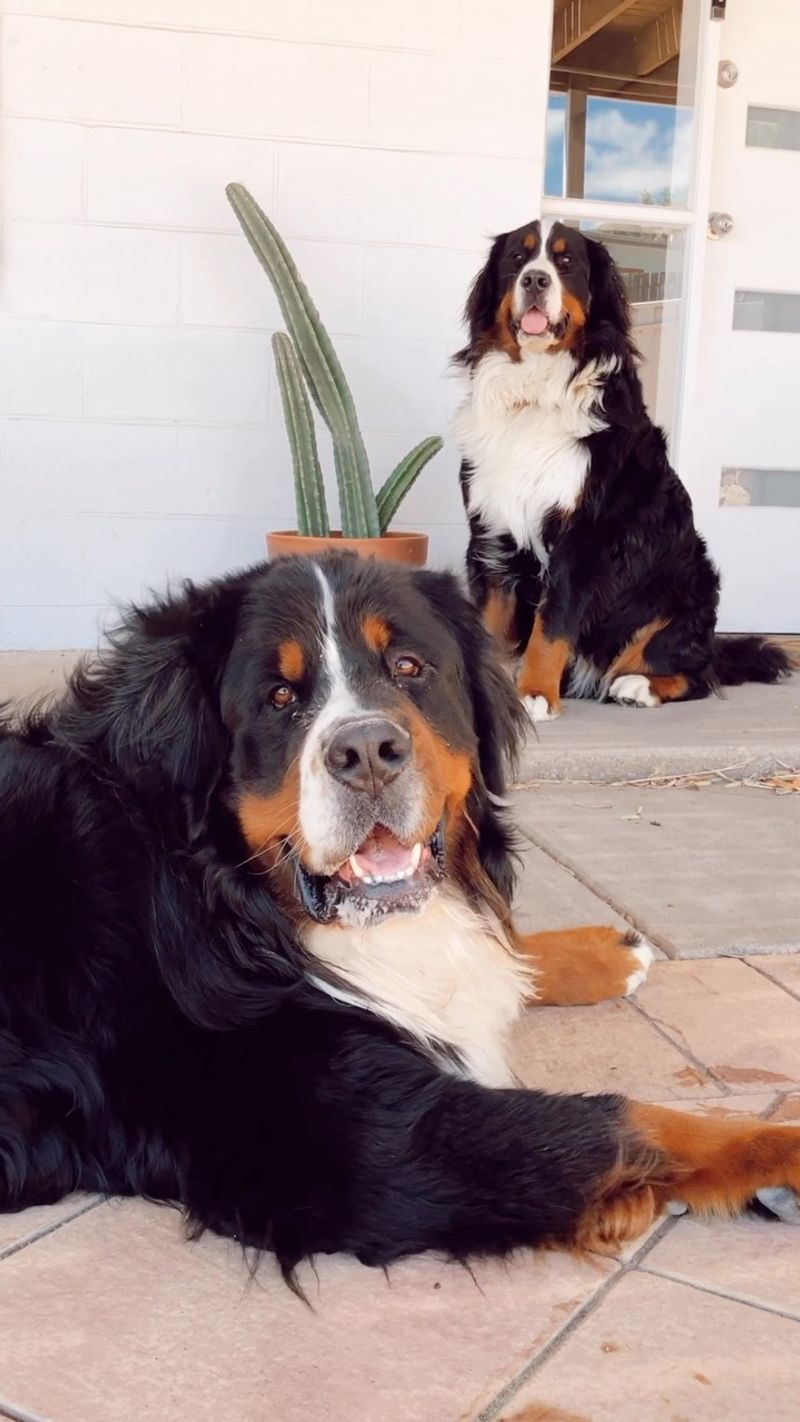 Bernese Mountain Dog