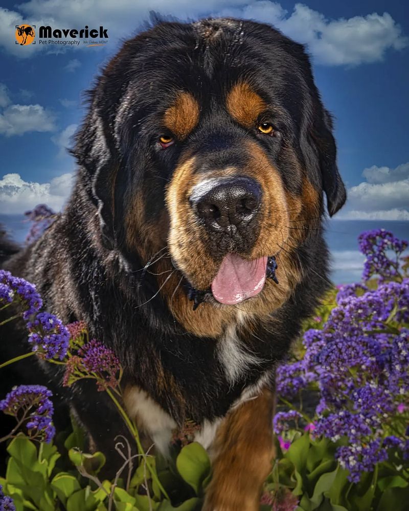 Tibetan Mastiff