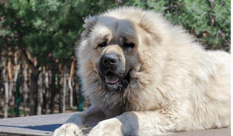 Caucasian Shepherd Dog