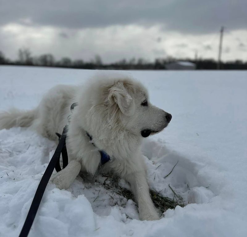 Samoyed