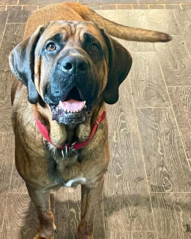 Fila Brasileiro