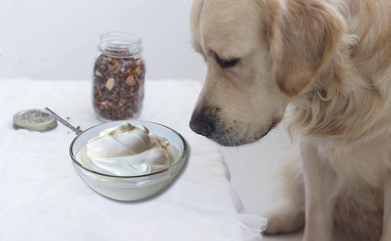 Yogurt