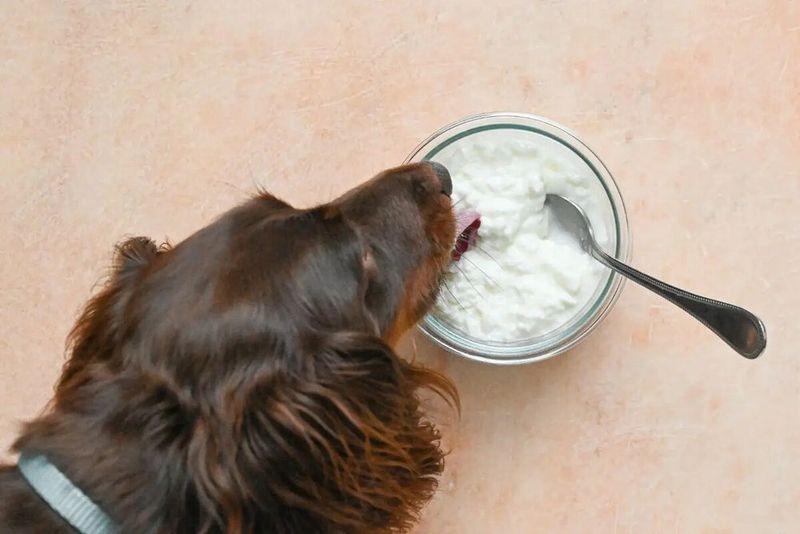 Cottage Cheese