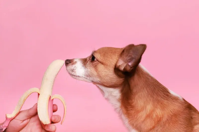 Bananas