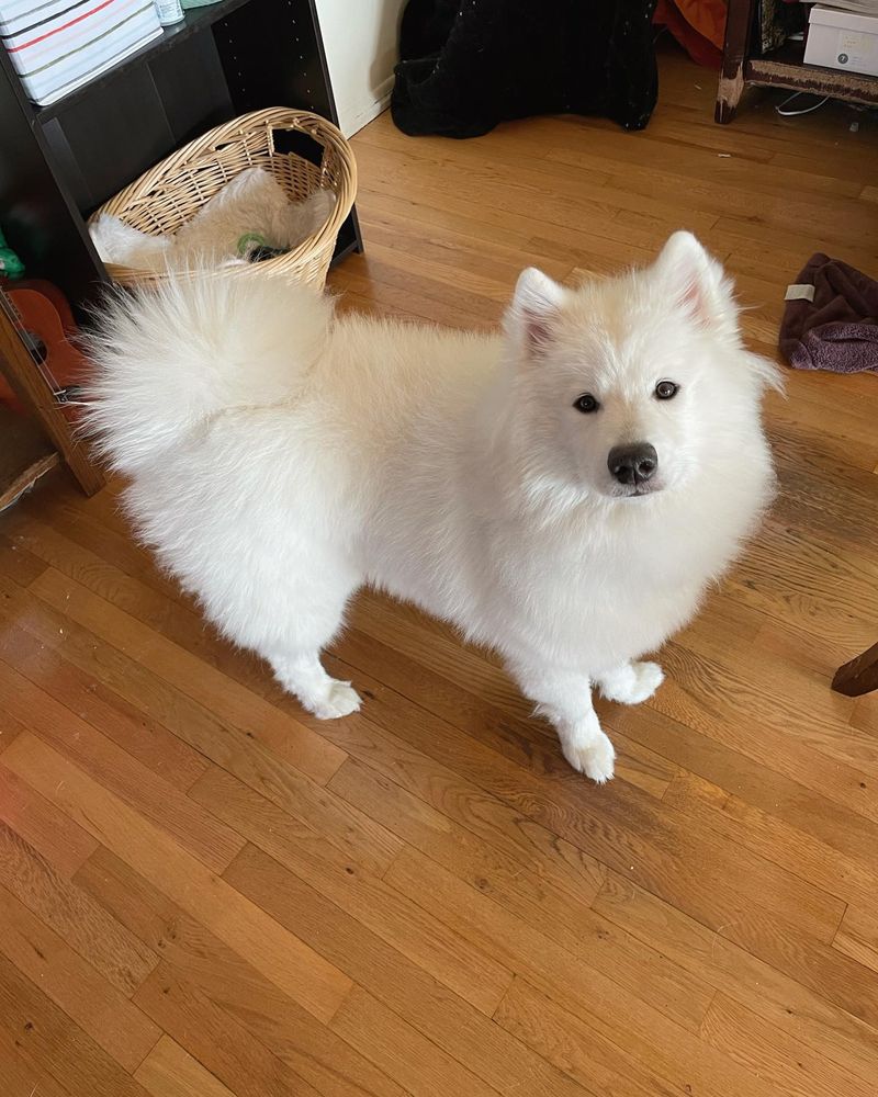 Samoyed