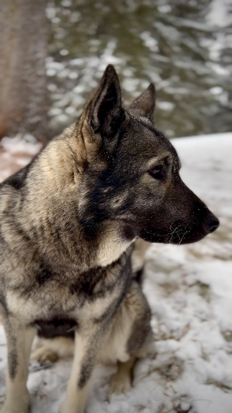 Norwegian Elkhound