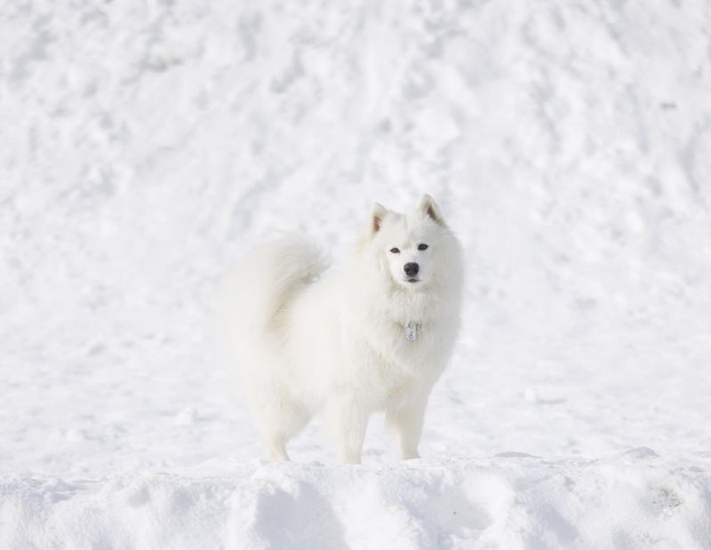 Samoyed