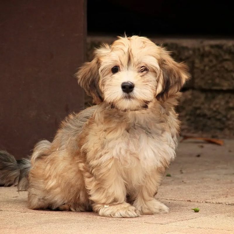 Havanese