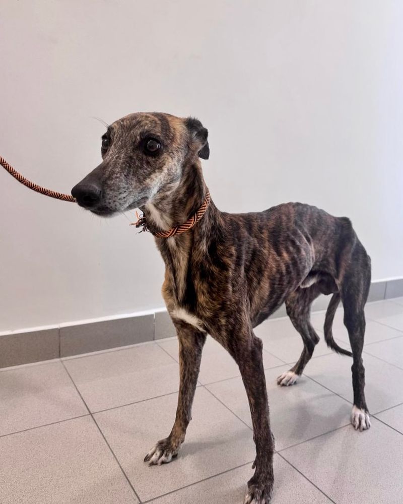 Whippet