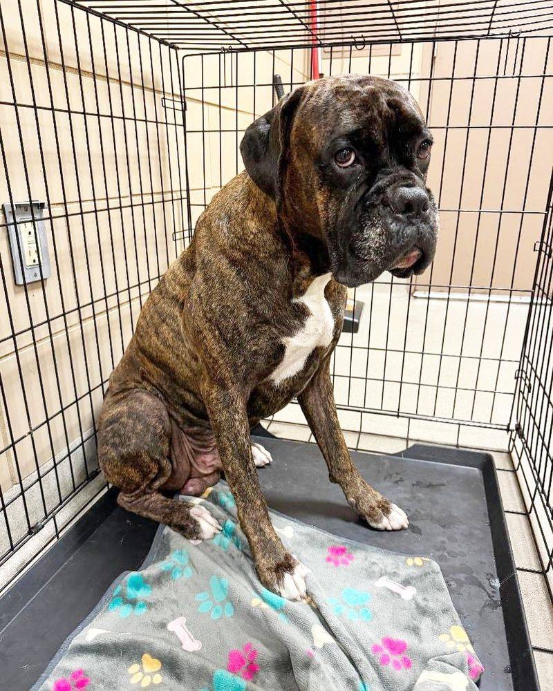 Boxer