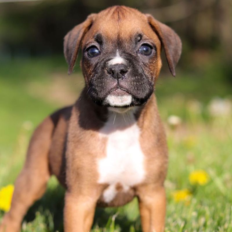 Boxer