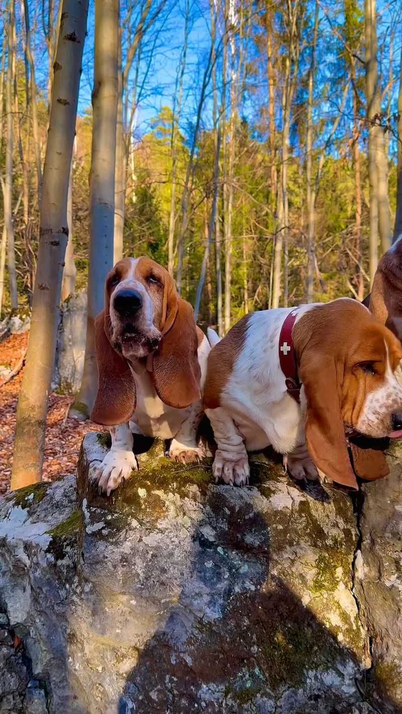 Basset Hound