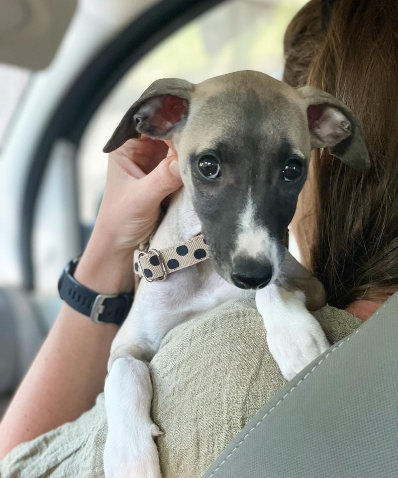 Whippet