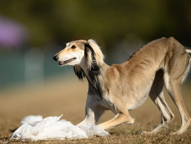 Saluki