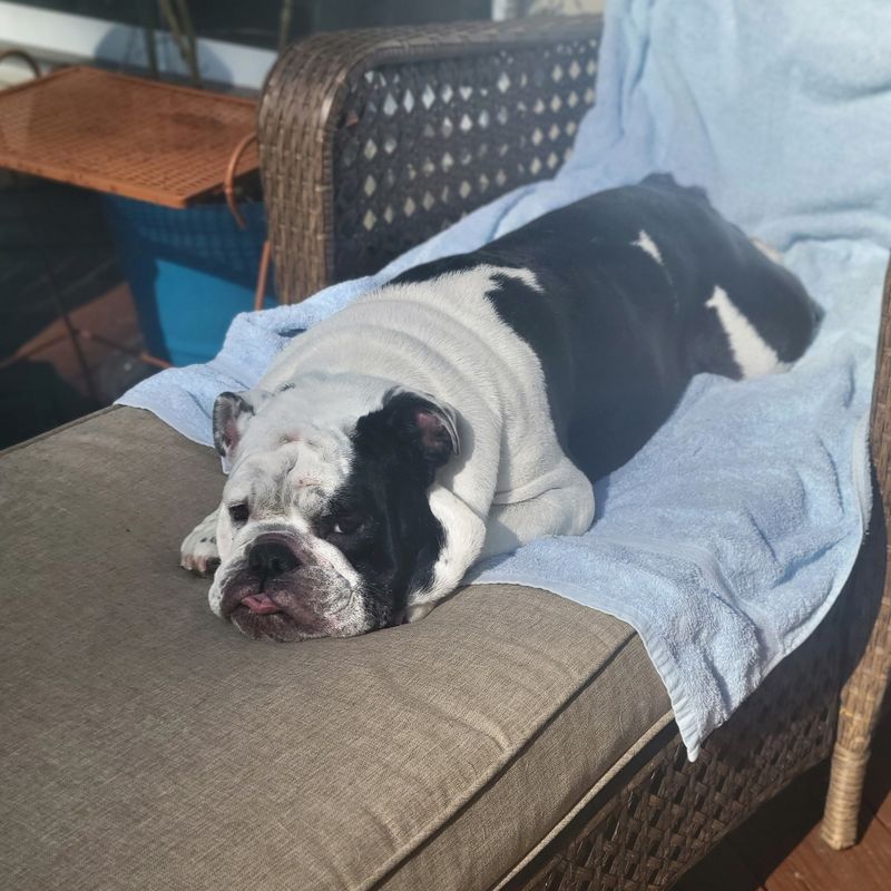 Bulldog