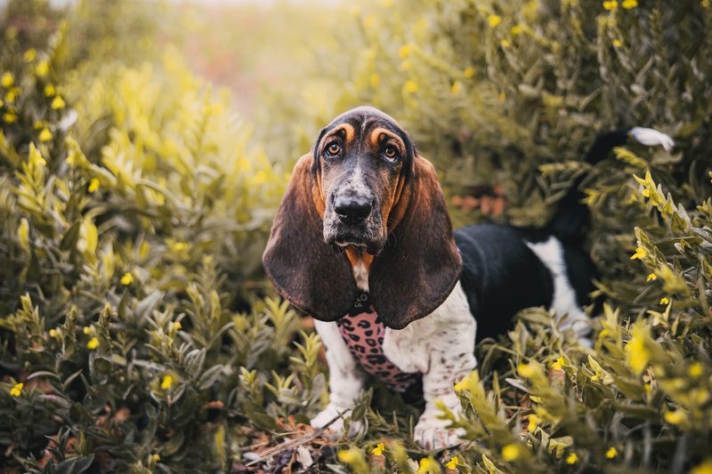 Basset Hound