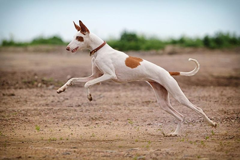 Ibizan Hound