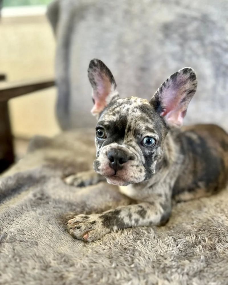 French Bulldog