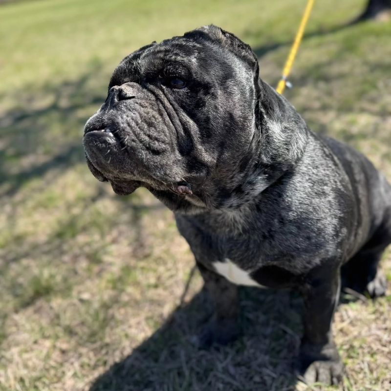 Bulldog