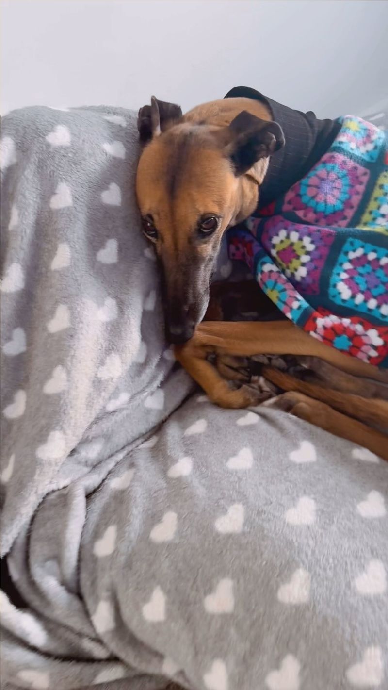 Whippet - Underrated