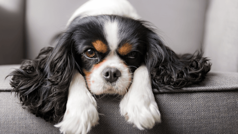 Cavalier King Charles Spaniel