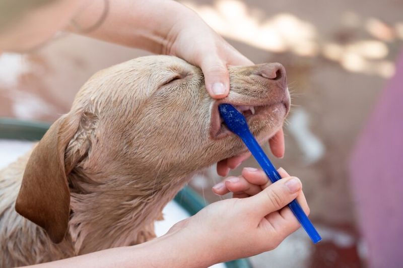 Maintain Dental Health