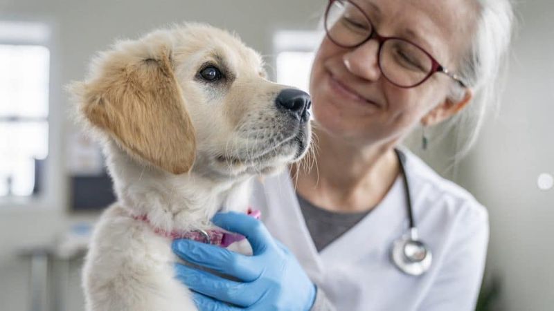 Vet Check-Ups