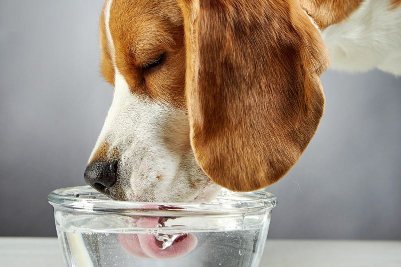 Provide Fresh Water