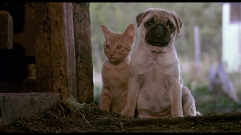 The Adventures of Milo and Otis