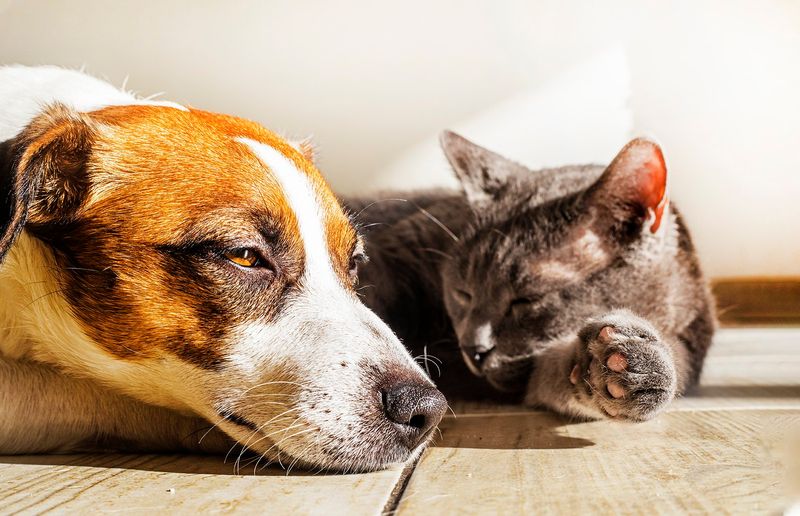 Dealing with Other Pets