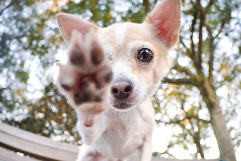 Pawing at You