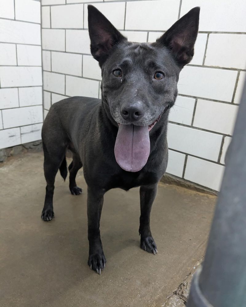 Thai Ridgeback