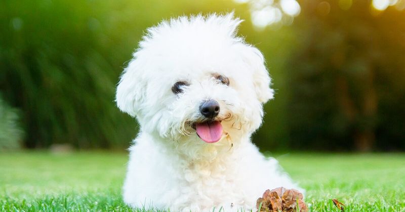 Bichon Frise