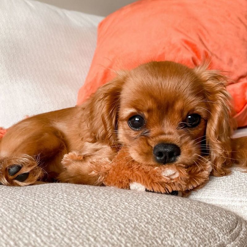 Cavalier King Charles Spaniel