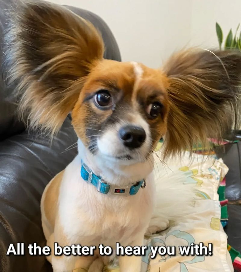 Papillon