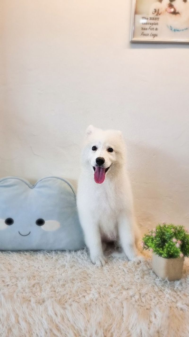 Samoyed