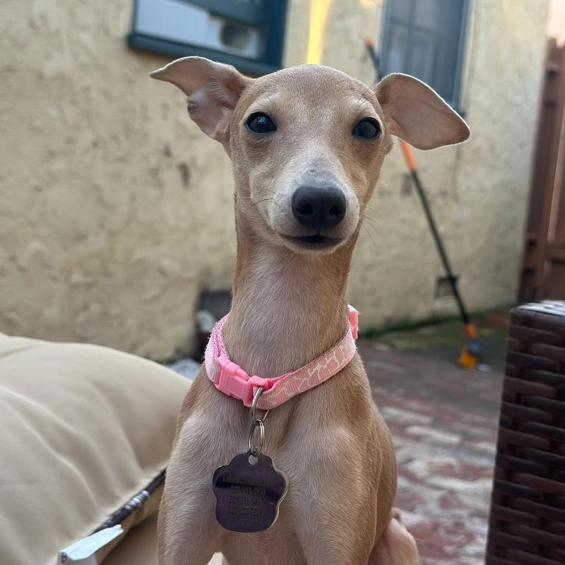 Italian Greyhound