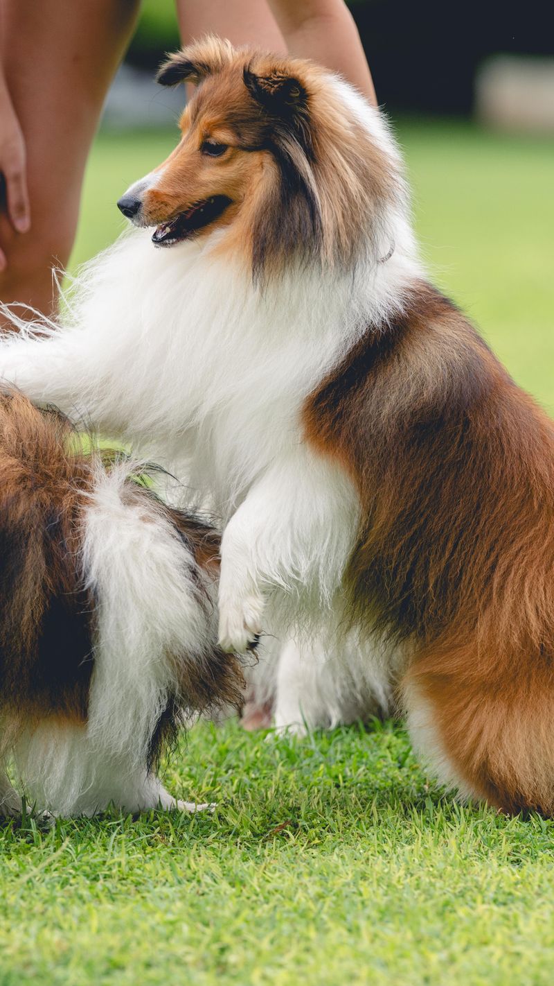 Sheltie
