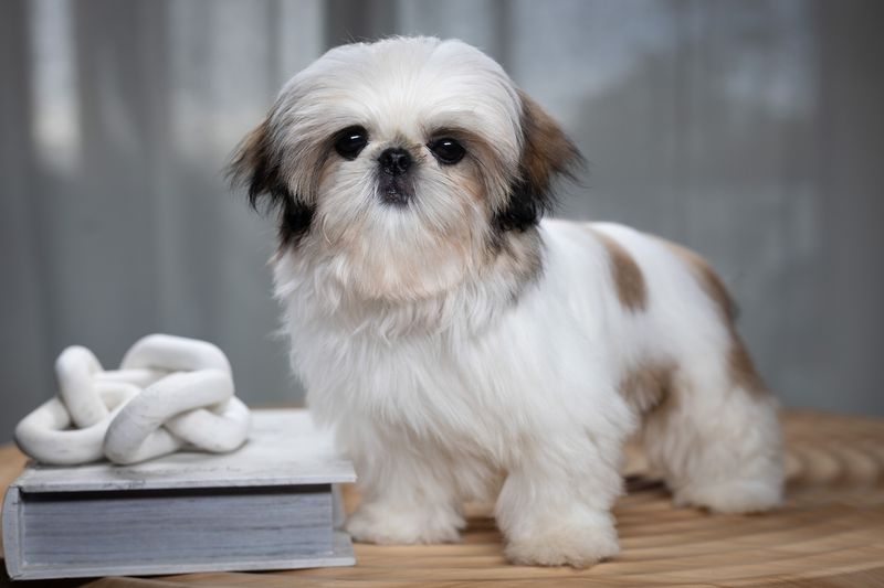 Shih Tzu