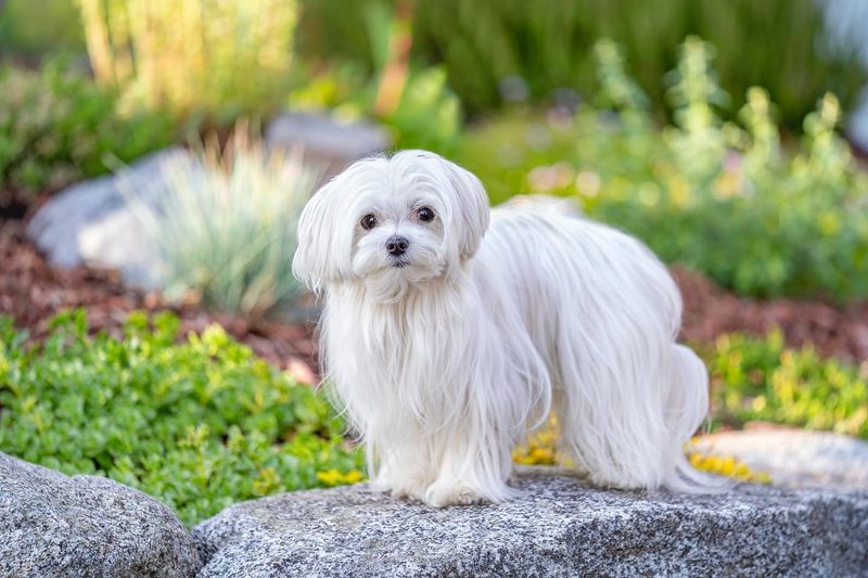 Maltese