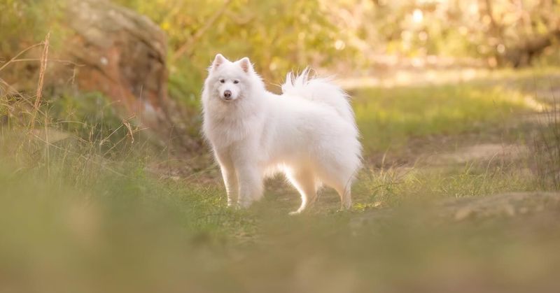 Samoyed