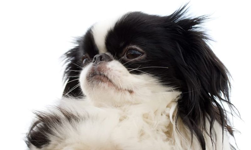 Japanese Chin