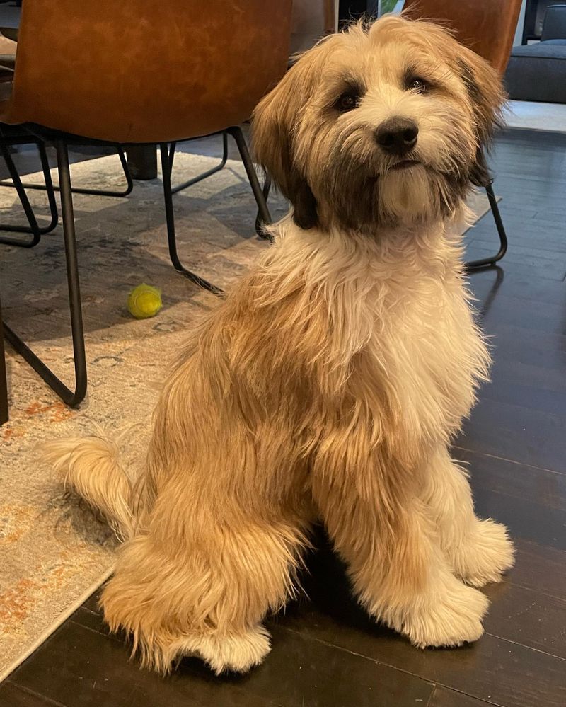Tibetan Terrier