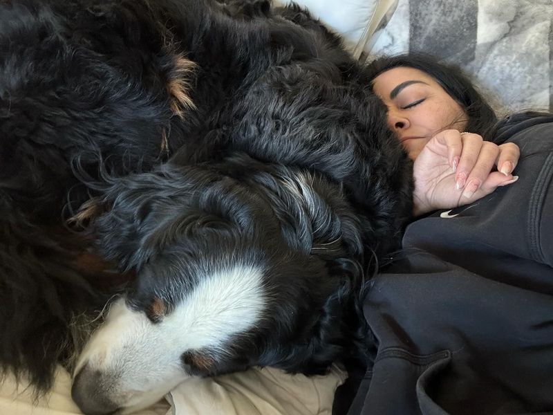Bernese Mountain Dog