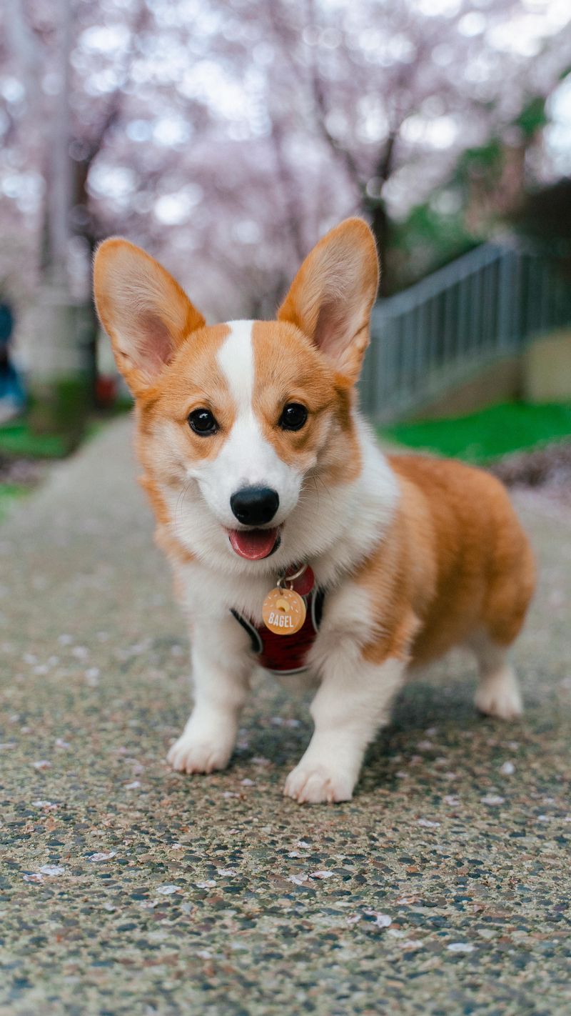 Corgi