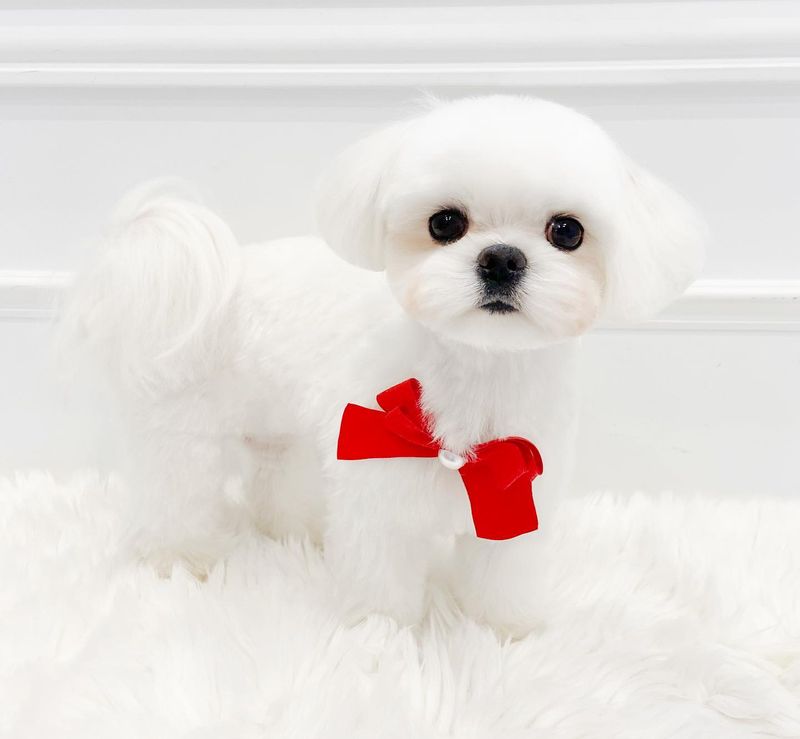 Maltese