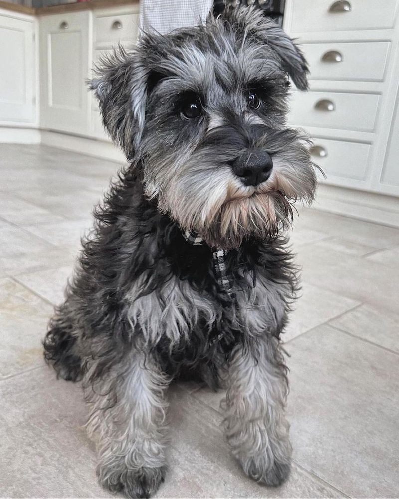 Miniature Schnauzer