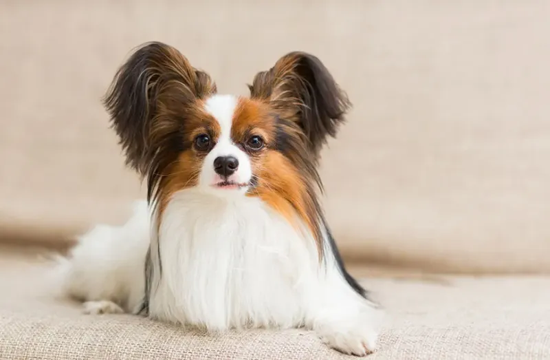 Papillon