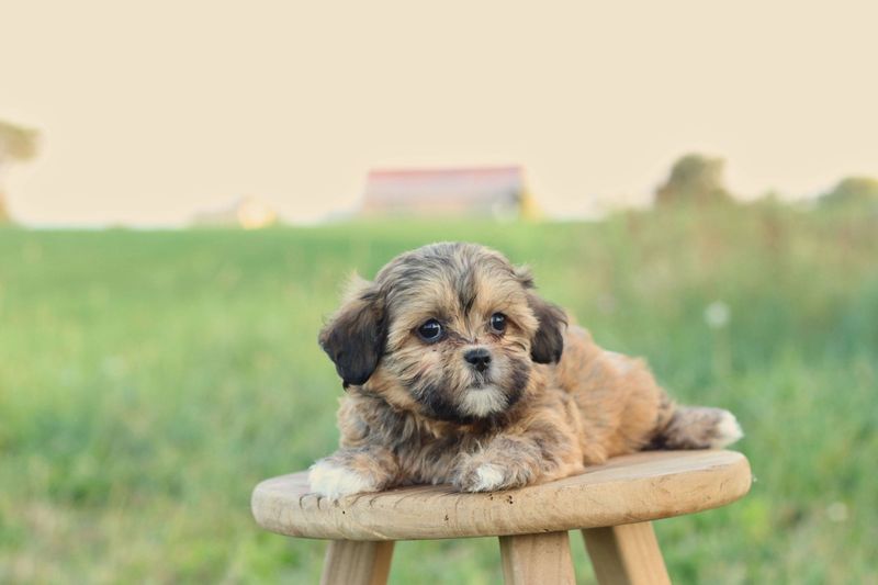 Shihpoo