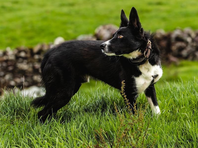 McNab Shepherd